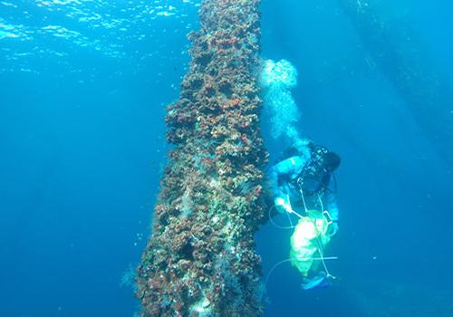 Student Diving by coral reef.